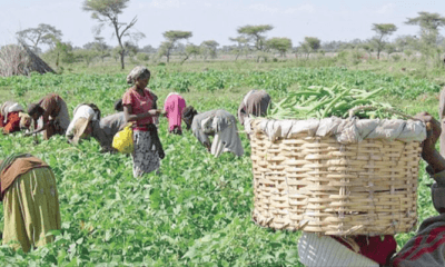 Fao: How Gender Imbalance In Agriculture Prices World $1Trn