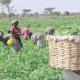 Fao: How Gender Imbalance In Agriculture Prices World $1Trn