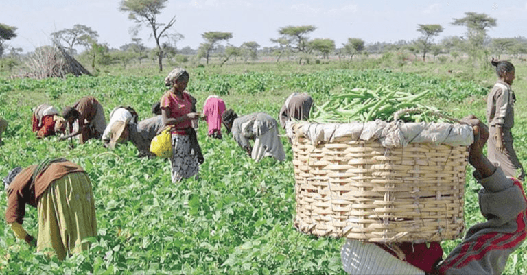 Fao: How Gender Imbalance In Agriculture Prices World $1Trn