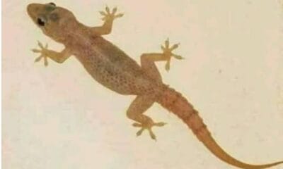 Reasons Why Wall Geckos (Omo Onile) Keep Coming Inside Your House And How You Can Stop Them From Entering