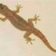 Reasons Why Wall Geckos (Omo Onile) Keep Coming Inside Your House And How You Can Stop Them From Entering