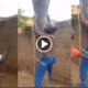 Nigerian Man Receives Severe Beating From His In-Laws For Beating Their Daughter (Video)