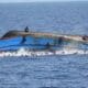 Kwara Tragedy: 103 Wedding Guests Confirmed Dead By Nigerian Police In Boat Mishap