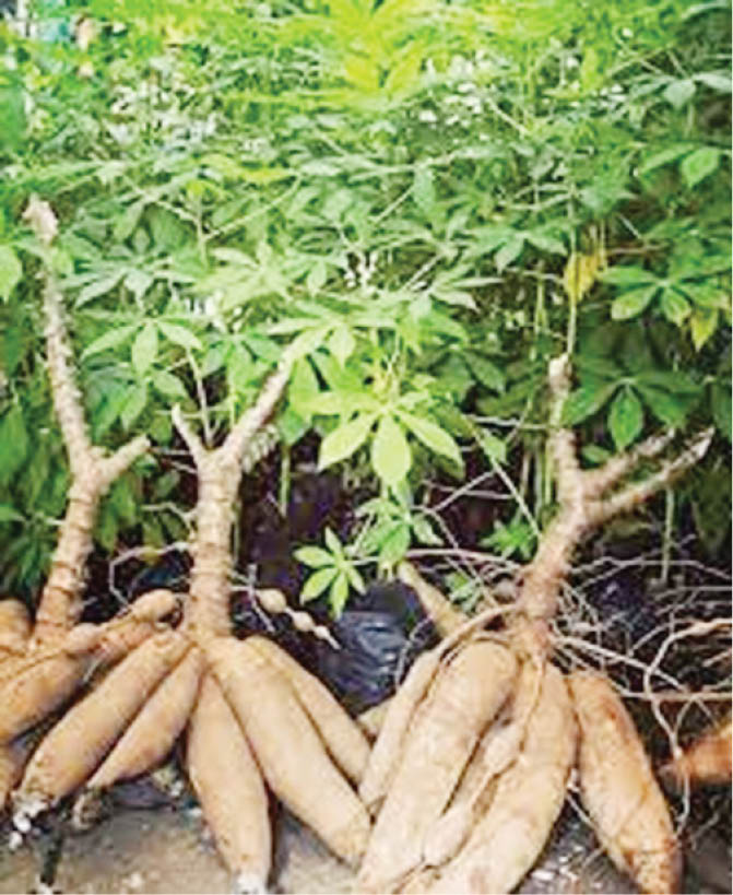 Hardship: Taraba Residents Now Stealing Farm Produce