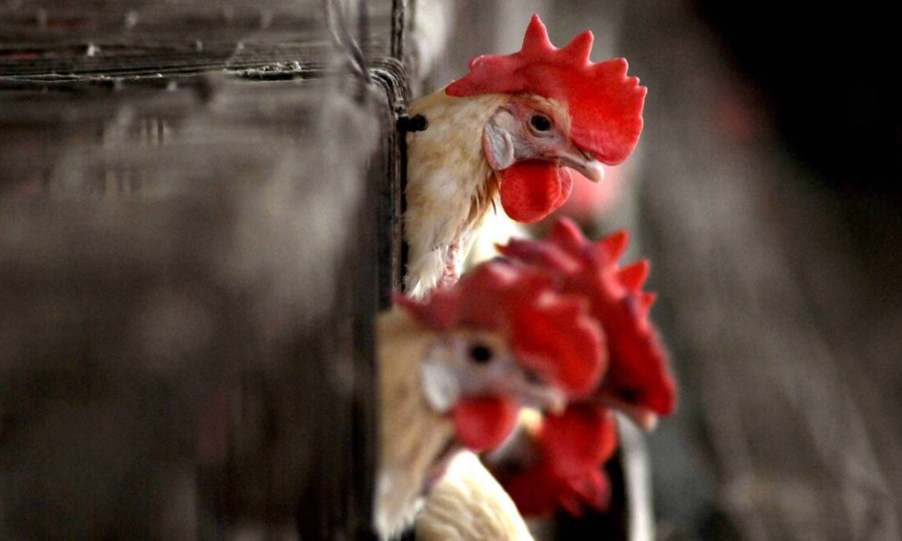 Bird Flu Outbreak Hits Kebbi State