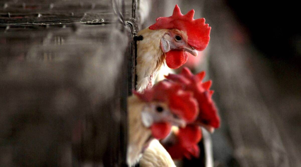 Bird Flu Outbreak Hits Kebbi State