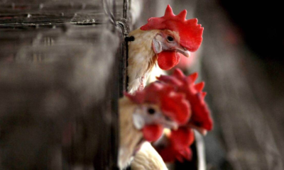 Bird Flu Outbreak Hits Kebbi State