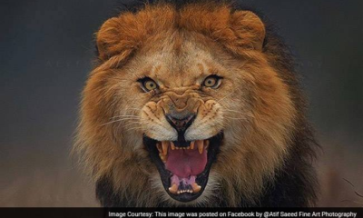 Shock As Lion Kills Worker At Popular Nigerian University