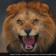 Shock As Lion Kills Worker At Popular Nigerian University