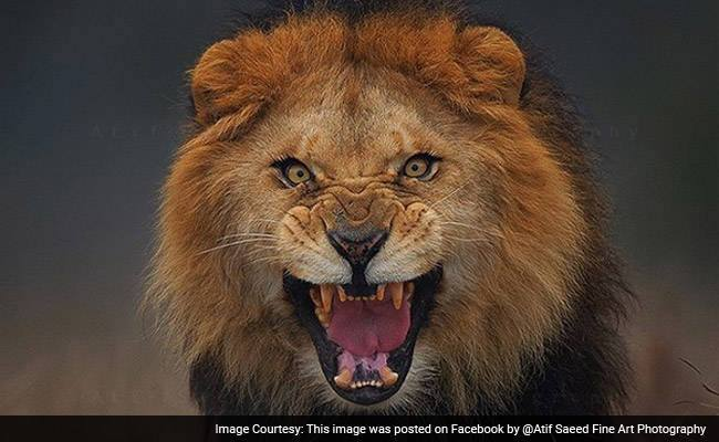 Shock As Lion Kills Worker At Popular Nigerian University