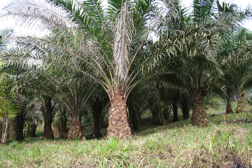 Nigeria and Malaysia Set to Sign MoU on Palm Biomass Development 46 Nigeria and Malaysia Set to Sign MoU on Palm Biomass Development
