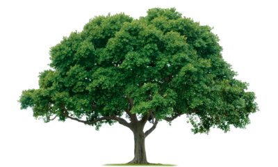 Expert Explains How Increased Tree Planting Can Reduce Heat