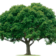 Expert Explains How Increased Tree Planting Can Reduce Heat