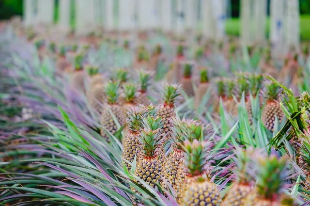 Pineapple Peel Magic: Turning Kitchen Scraps Into A Natural Cleaner And Beyond