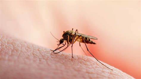 Best Foods To Eat And Avoid During Malaria Treatment