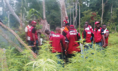 NDLEA Nabs 75-Year-Old Man for Drug Trafficking in Kano