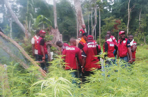NDLEA Nabs 75-Year-Old Man for Drug Trafficking in Kano