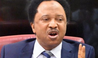 Senator Shehu Sani Reacts After Python Escapes Cage in Kano