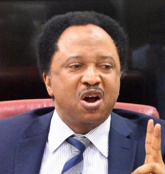 Senator Shehu Sani Reacts After Python Escapes Cage in Kano