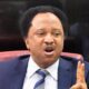 Senator Shehu Sani Reacts After Python Escapes Cage in Kano