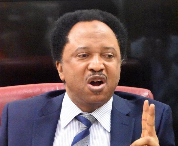 Senator Shehu Sani Reacts After Python Escapes Cage in Kano