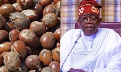 Tinubu Orders Temporary Ban on Export of Raw Shea Nuts
